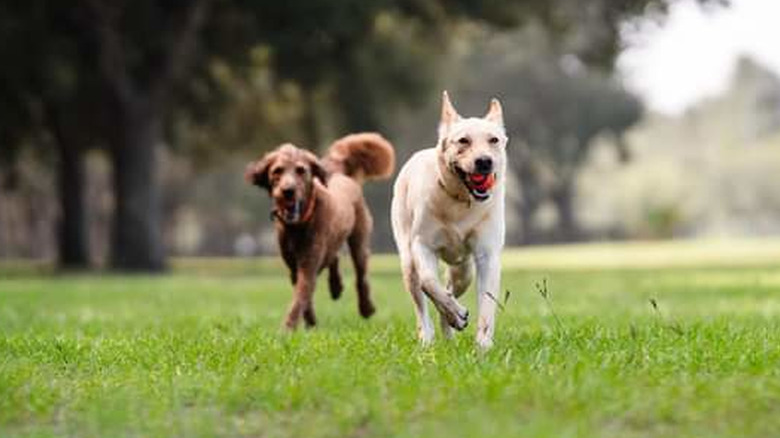 A Labrador Retriever and a Standard Poodle running