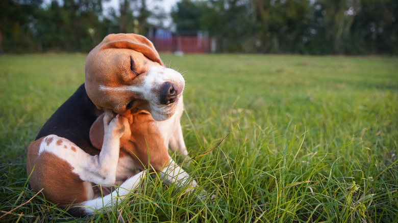 Beagle sitting outside in grass scratching their face