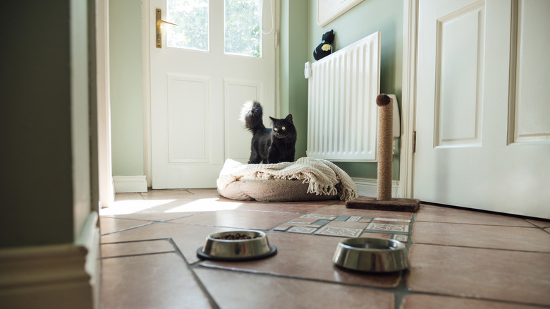 A black cat stands on a cat bed with bowls of food and water and a scratching post in the foreground