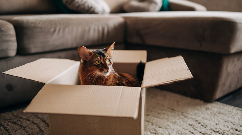 A cat sits in a cardboard box on the floor with a couch in the background