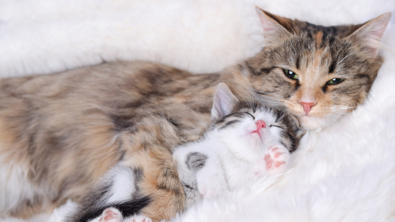 A mother cat snuggles with her kitten on a bed