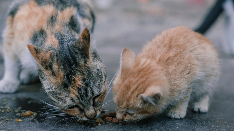 A stray cat with her kitten