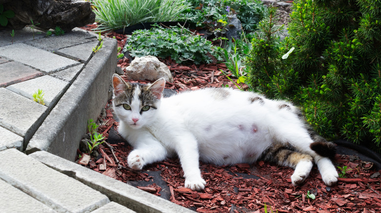 A pregnant cat resting on mulch in a garden