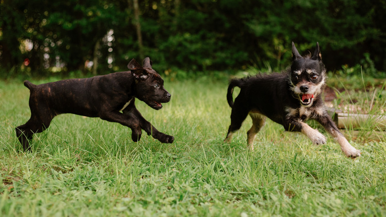 A cane corso puppy plays in a field with a terrier breed dog