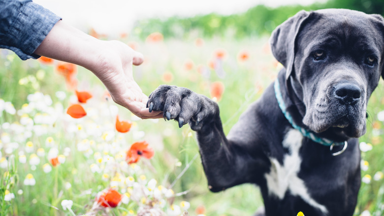 A cane corso holds hands with their human while in a field