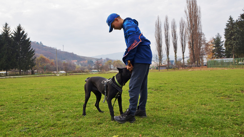 A boy works on training his cane corso while at a park