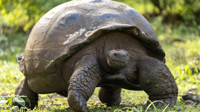 A Galapagos giant tortoise outside in a field