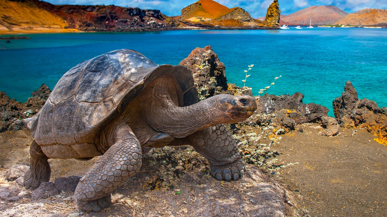 A Galapagos giant tortoise stands on a rock overlooking the ocean