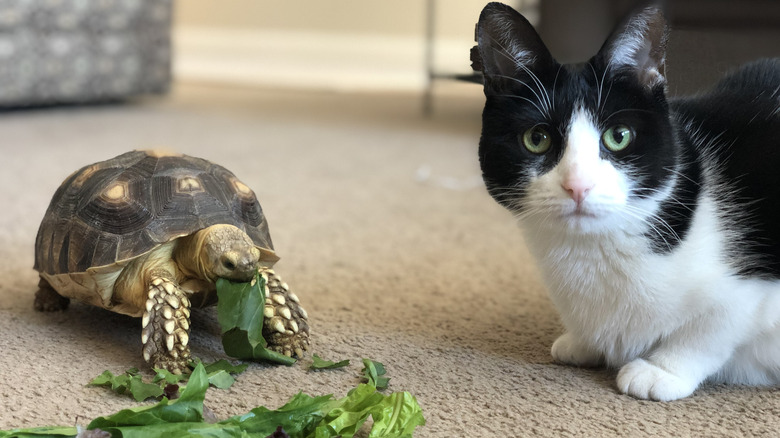 A tortoise eating greens next to a black-and-white cat