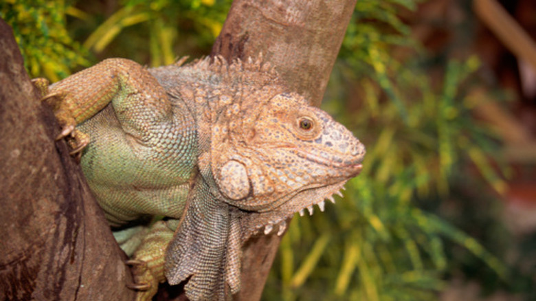 Iguana in a tree