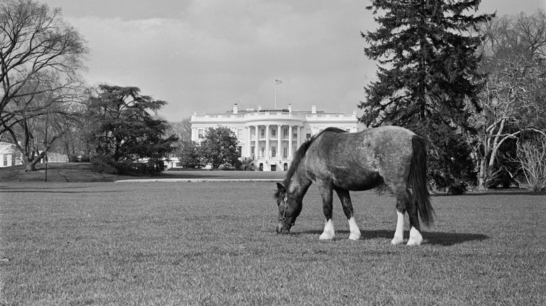 A pony grazing on the White House lawn