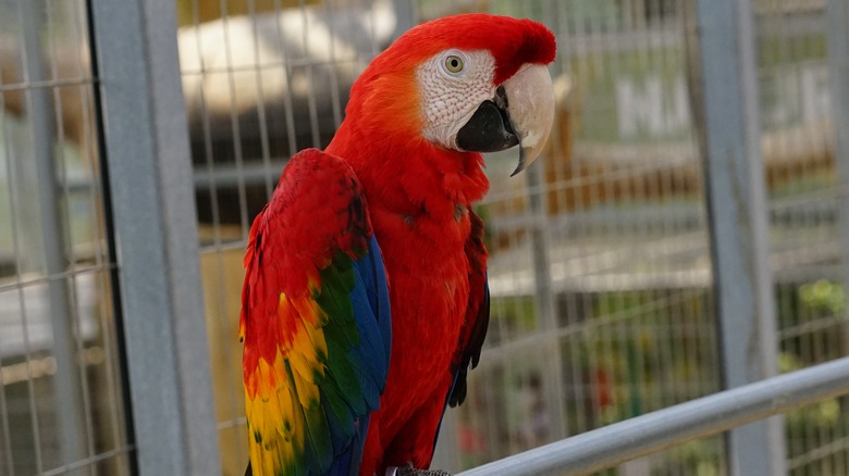 A Scarlet Macaw posing for a photo atop a perch