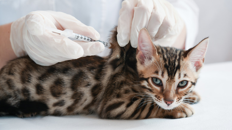 A young cat getting vaccinated