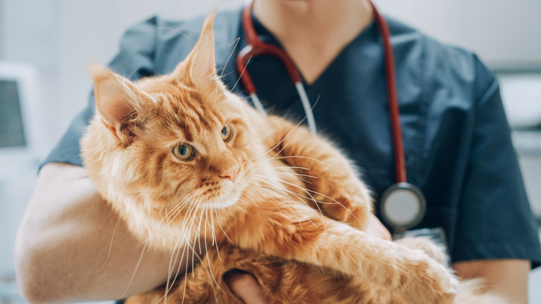 A cat is held by a veterinary professional