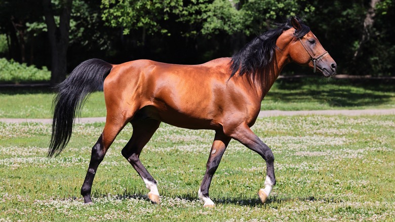 A brown and black Arabian horse trotting through a field