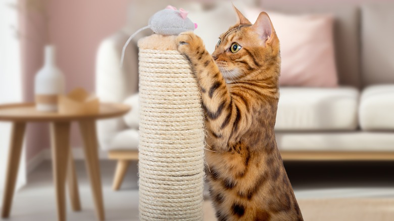 A Bengal cat in a pink house playing with a toy mouse on top of a scratching post