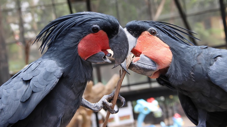 two black palm cockatoos in captivity playing with a branch together