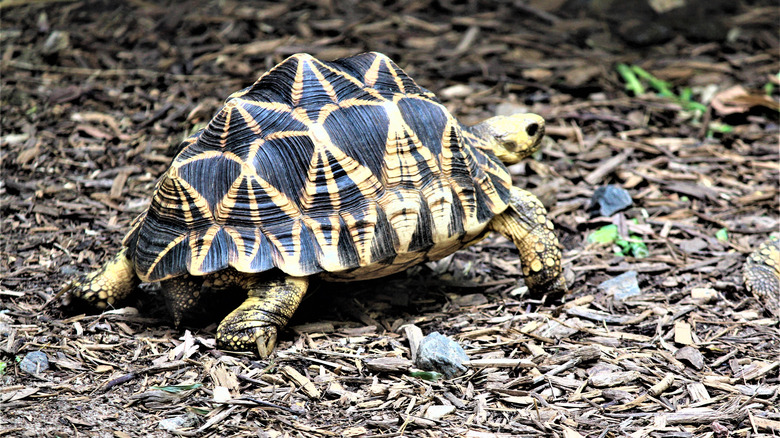 A beautifully patterned Burmese star tortoise in captivity