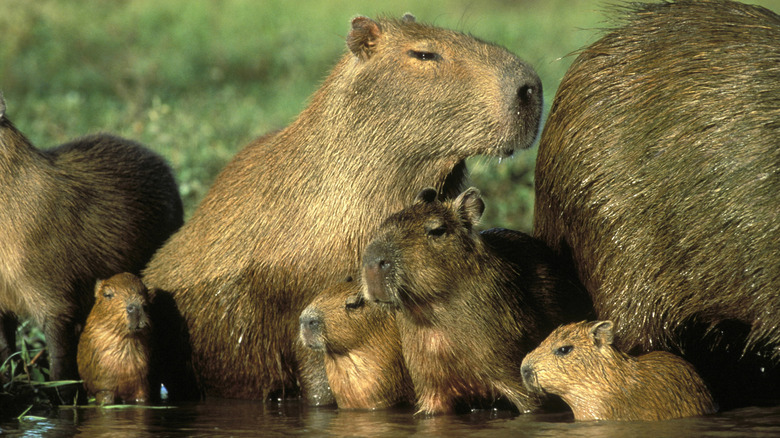 a family of capybaras in the wild with mother and kids standing in water