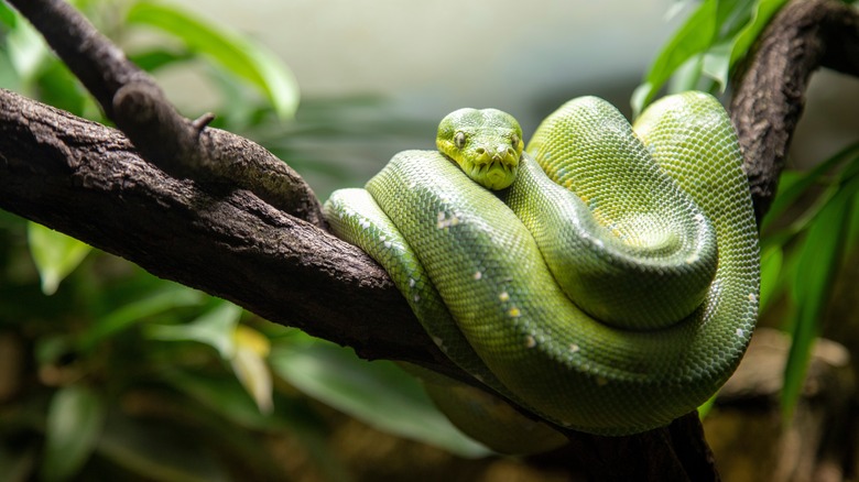 A green tree python in a resting position curled up on a branch