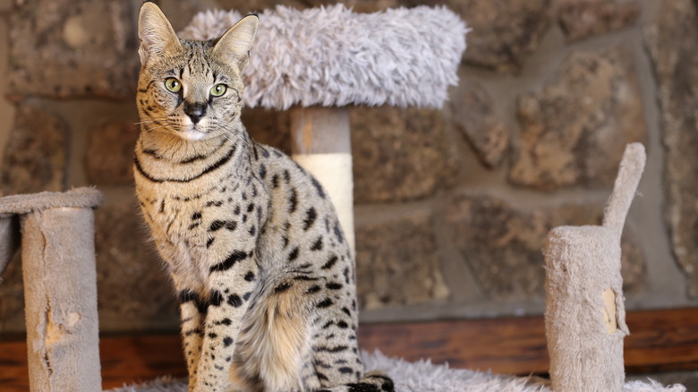 A Savannah Cat standing on a scratched up post and mat