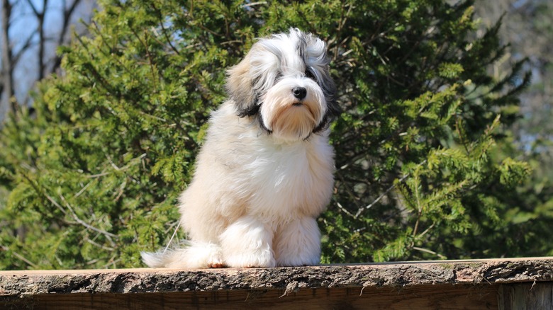 a black and white lowcehn puppy standing on a wooden ledge in front of a tree