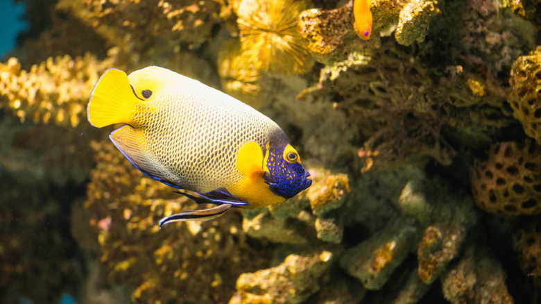 A yellow masked angelfish in the wild swimming in front of coral reef