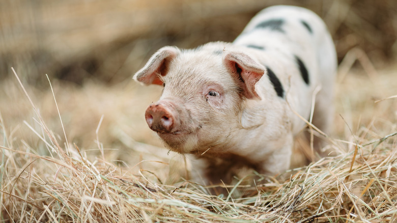 A slightly dirty piglet standing in a straw enclosure