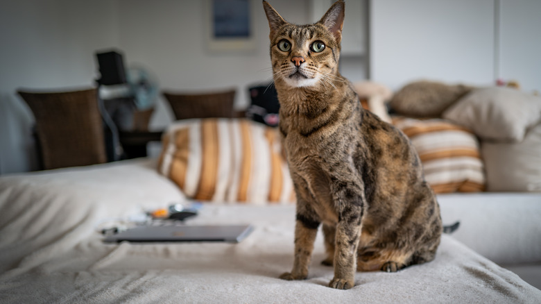 A later generation savannah cat sitting on a couch