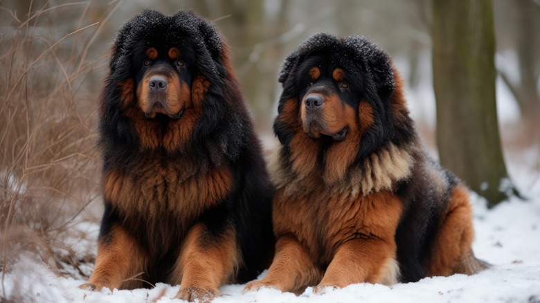 Two Tibetan Mastiff dogs side by side in the winter