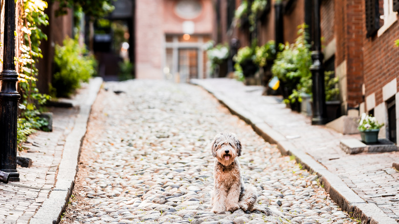 A dog on cobblestone backstreet in Boston