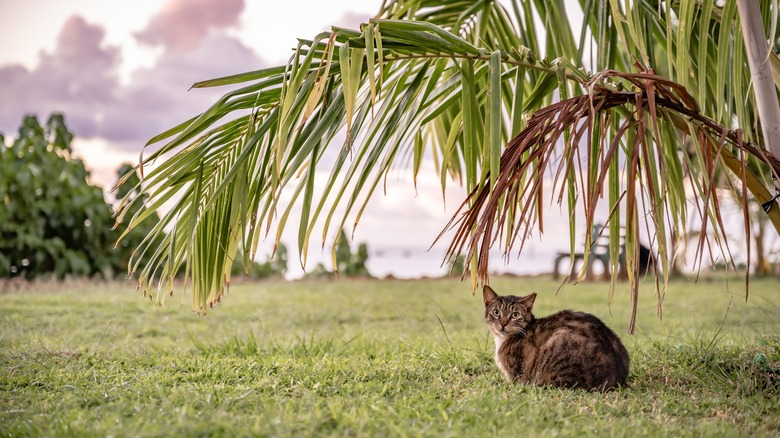 A cat relaxing under a palm tree