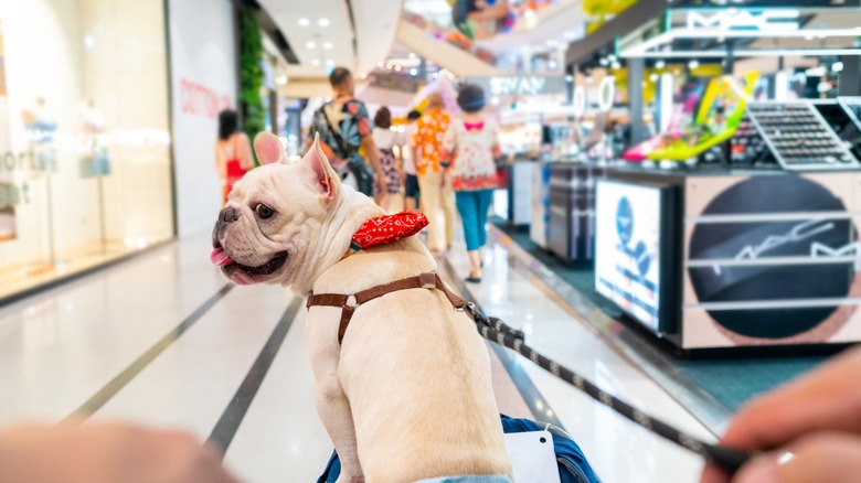 A French bulldog in a shopping mall