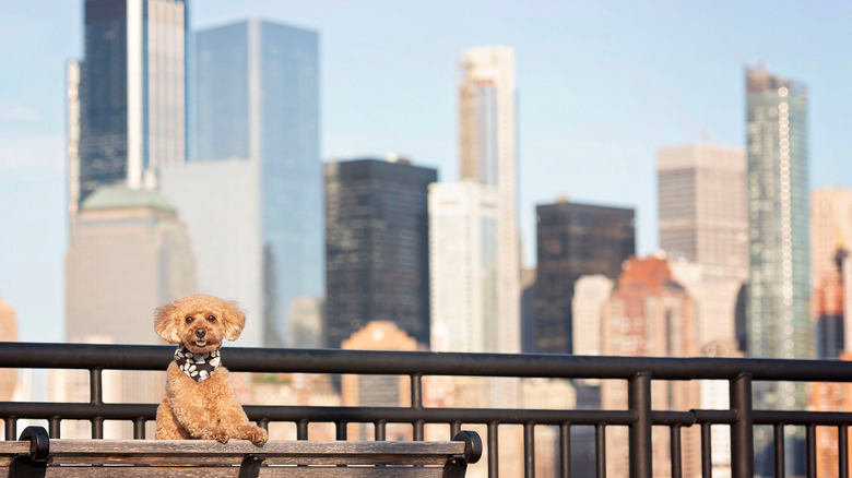 A cute dog on a bench with Manhattan skyline behind