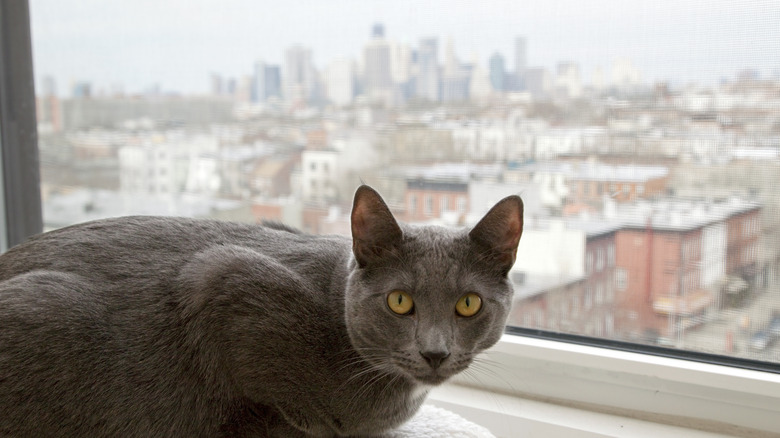 A cat sitting at a window with Manhattan skyline behind