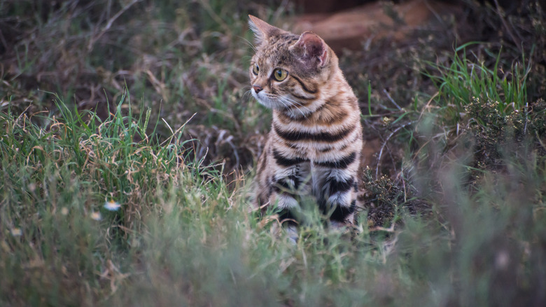 a black-footed cat sitting in a field