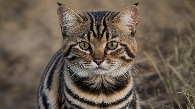 a black-footed cat in the wild