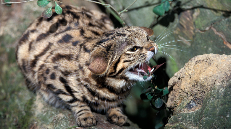 black-footed cat hissing