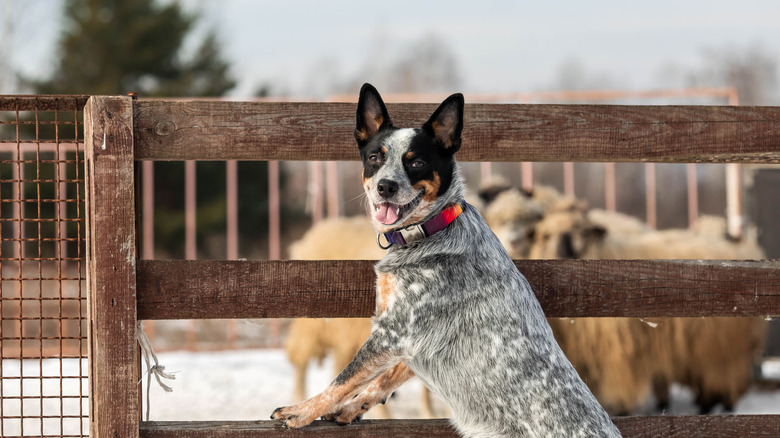 A happy Australian cattle dog stands proudly in front of herded sheep