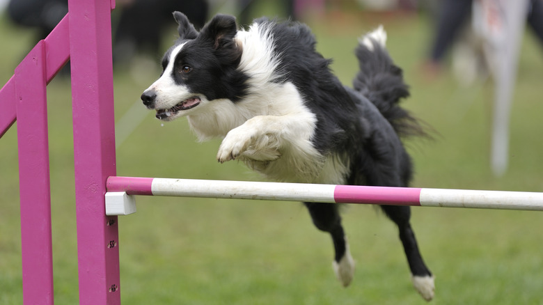 A black and white border collie jumps over an obstacle in a speed course