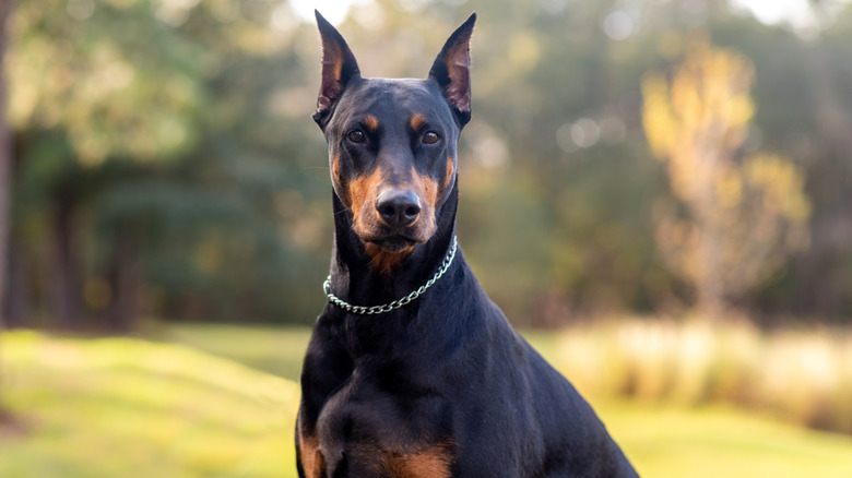 A Doberman pinscher standing alert in a field