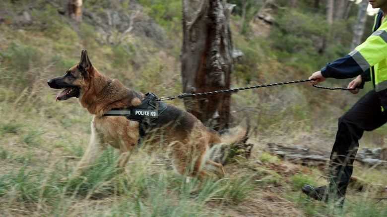 A German shepherd on police duty leading an officer into a forest