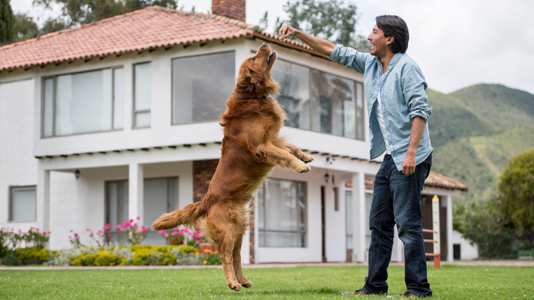 A man gets his golden retriever to jump up in the air using a treat