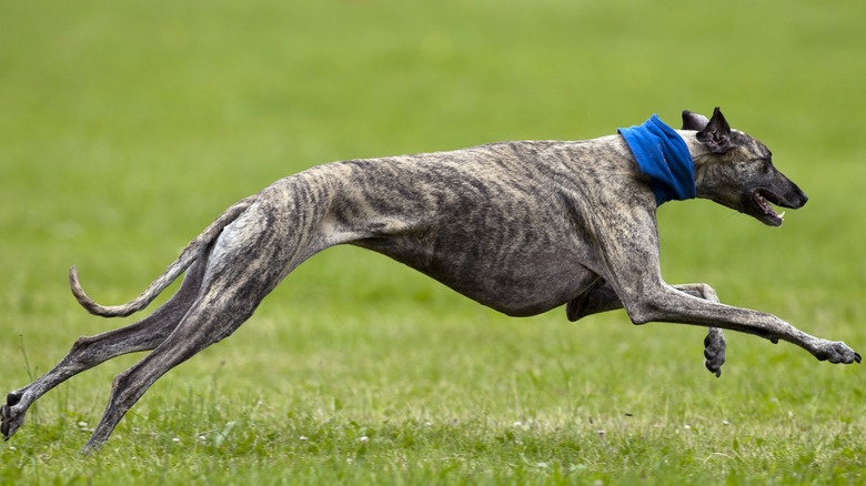 A black and tan greyhound in mid sprint in a field