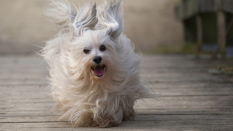 A Havanese dog running on wooden floor with its mouth open and hair flying