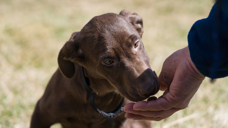 A chocolate lab sniffing a treat that is resting in its owner's hand