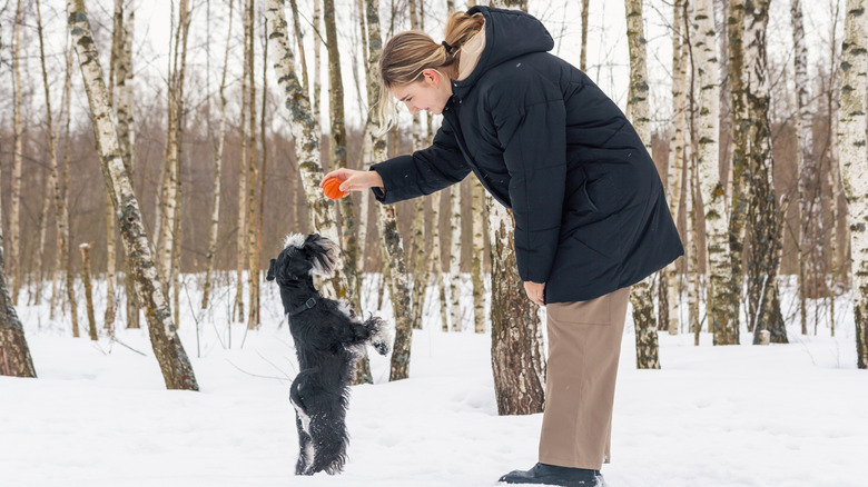 A woman in a winter field with her mini schnauzer dog holding a ball above its head