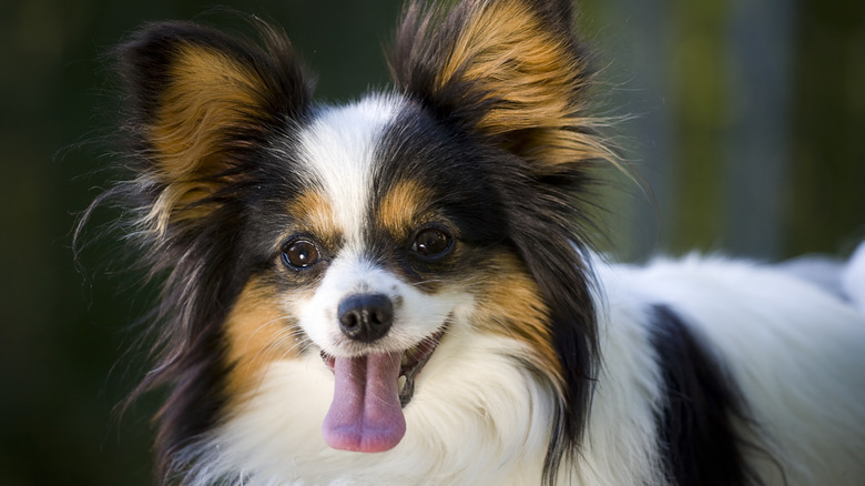 Close up shot of a smiling Papillion dog with its tongue out