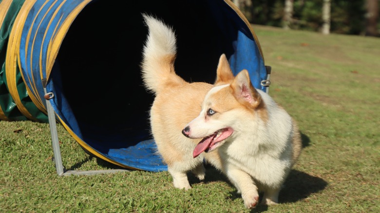 A corgi emerging from a tunnel on an agility training course