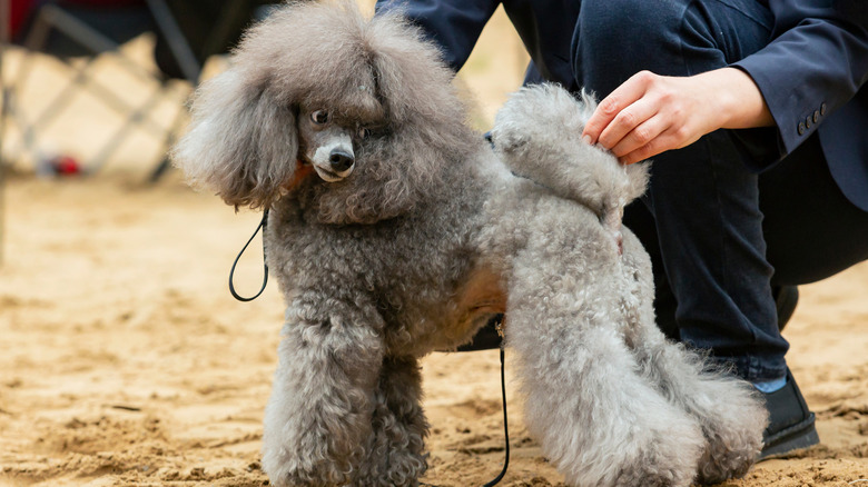 a small poodle is being examined during a dog show